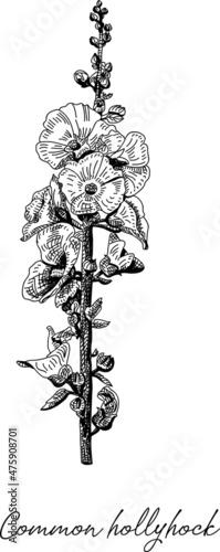 Common hollyhock - Alcea rose. Sketchy hand-drawn vector illustration. photo