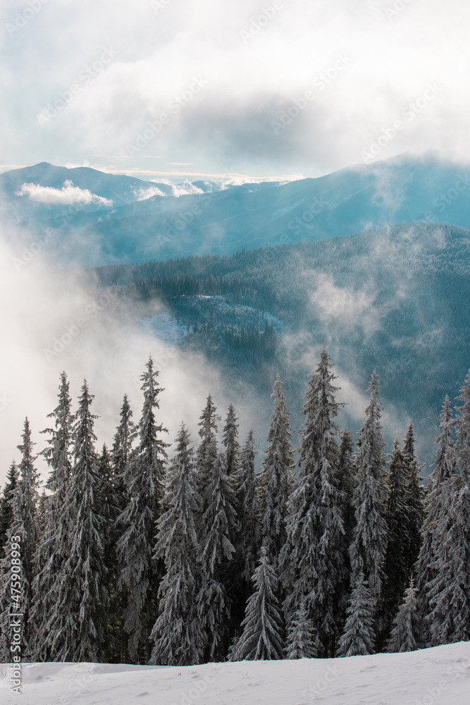 pine forest and clouds on the mountain in winter