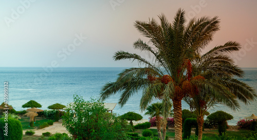 A landscape of date palms against the backdrop of the sea and a shimmering purple sunset sky. © finist_4
