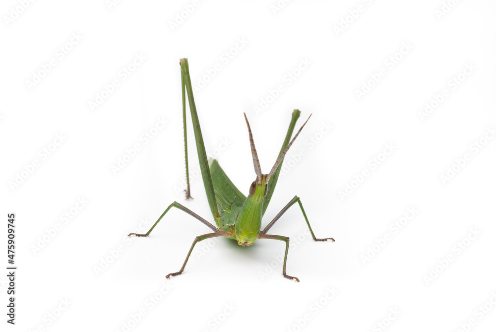 Long-headed grasshopper isolated on white background Long-headed grasshopper isolated on white background
