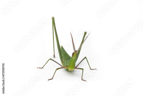 Long-headed grasshopper isolated on white background