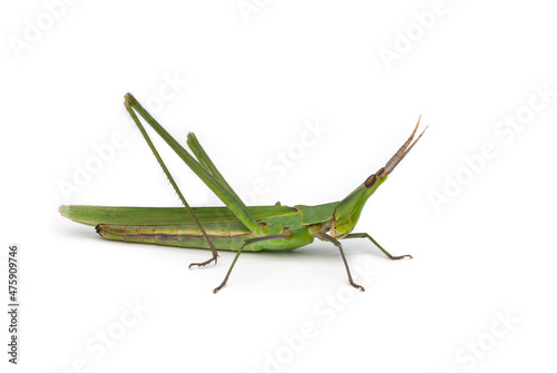 Long-headed grasshopper isolated on white background photo