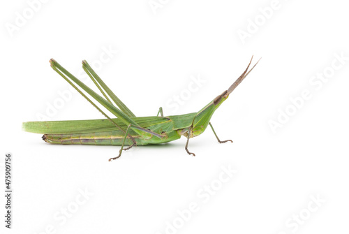 Long-headed grasshopper isolated on white background photo