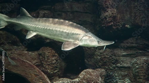 Leisurely swimming Siberian sturgeon close-up