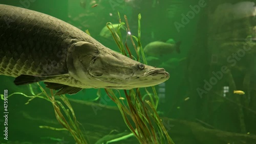Arapaima, a giant freshwater fish found in the Amazon basin photo