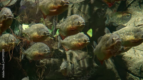 Predatory freshwater piranha fish that live in rivers and fresh water bodies in the tropical part of South America photo