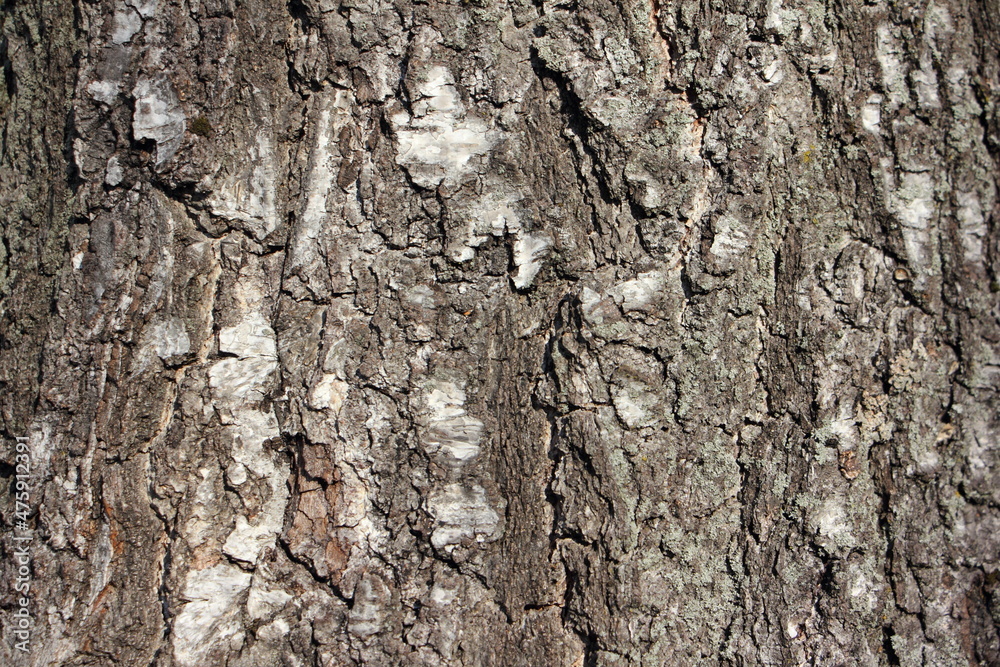 Old vertical cracked weathered wood bark on the birch tree trunk - natural background texture Old vertical cracked weathered wood bark on the birch tree trunk - natural background texture