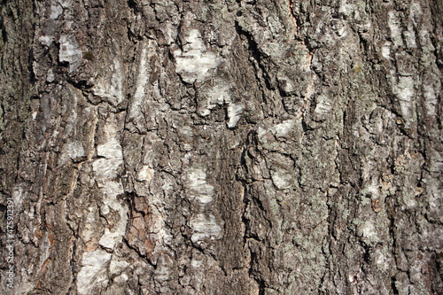Old vertical cracked weathered wood bark on the birch tree trunk - natural background texture