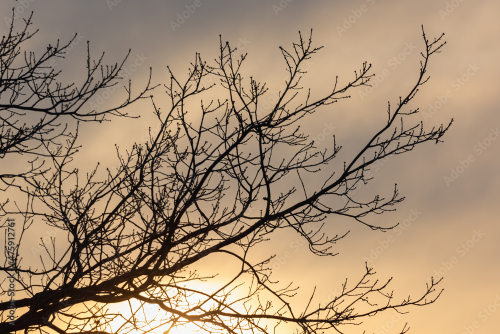 Obraz premium Tree branches and a beautiful sunrise.