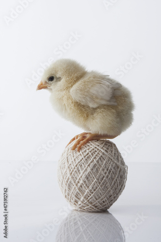 Vertical shot of a chick on a ball thread against a white background photo