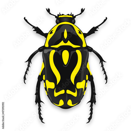 Fiddler Beetle - Eupoecila australasiae

