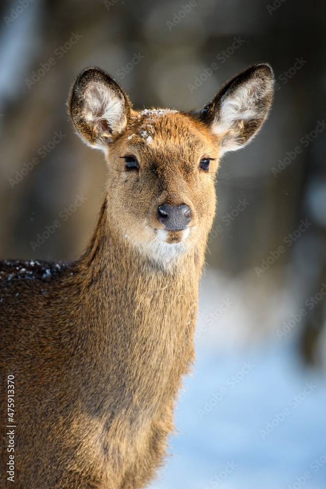 Female Roe deer portrait in the winter forest. Animal in natural habitat Female Roe deer portrait in the winter forest. Animal in natural habitat