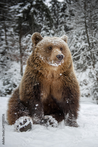 Close wild big brown bear to sit in winter forest