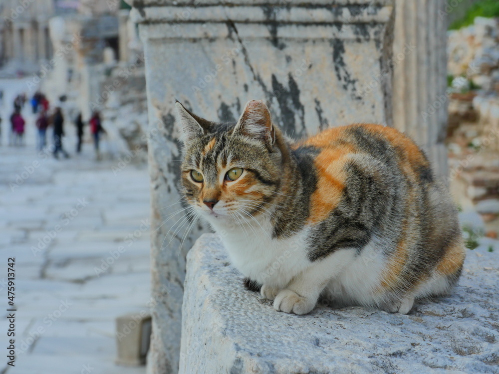 Obraz premium cat on the roof