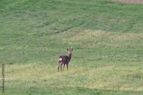 Roe deer on a spring meadow. Wild animals grazing on green grass.