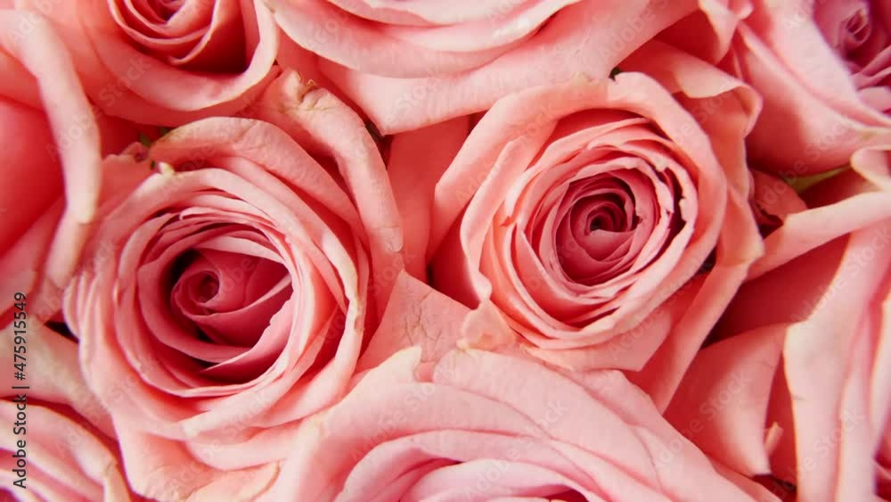 Beautiful pink rose rotating on white background, macro shot. Bud closeup. Blooming pink rose flower open. Holiday backdrop, Valentine's Day concept. High quality 4k footage Beautiful pink rose rotating on white background, macro shot. Bud closeup. Blooming pink rose flower open. Holiday backdrop, Valentine's Day concept. High quality 4k footage