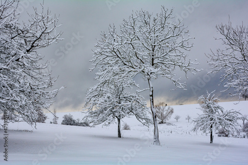 Wintertime - Trees and deep snow in the nature