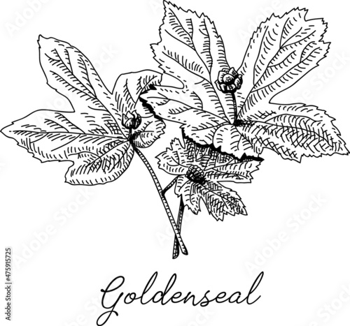 Goldenseal - Hydrastis canadensis with leaf and flower. Sketchy hand-drawn vector illustration. photo