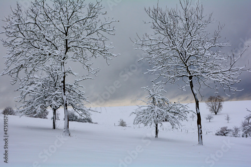 Wintertime - Landscape with Trees and deep snow