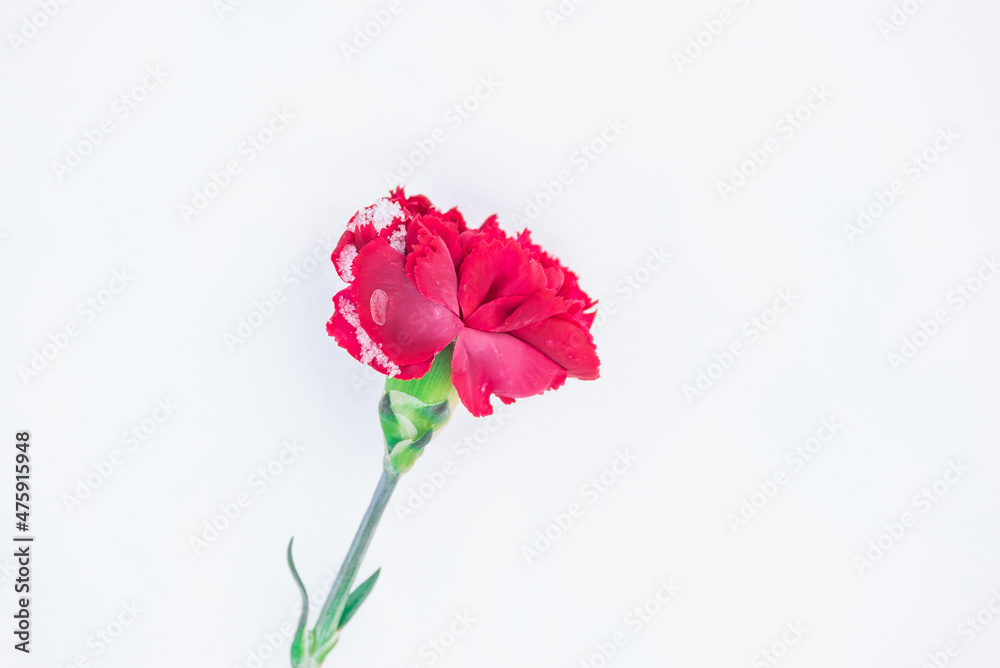 Flower on a white background. Snow.