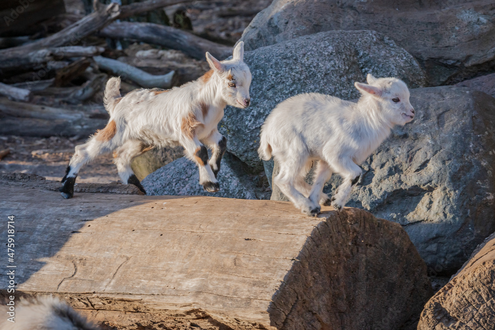 Two young goats running  and hopping on a log