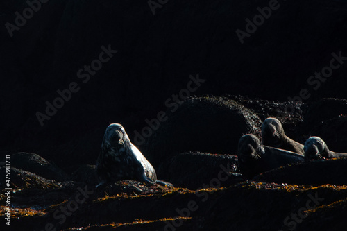 Halichoerus grypus or Grey Seal resting on rocks photo
