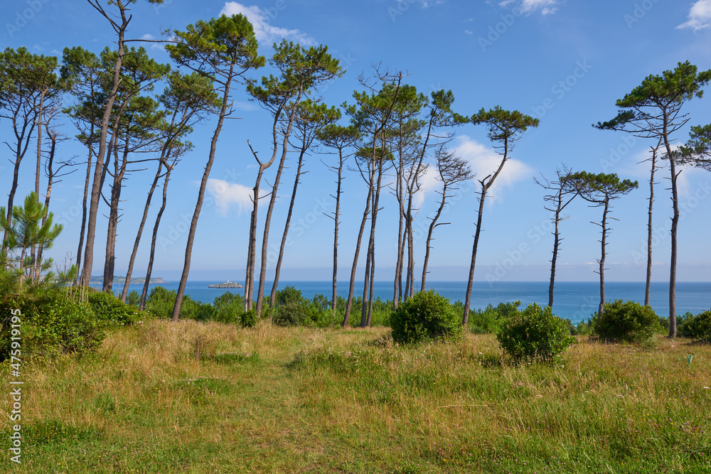 A view of the Cantabrian Sea through a pine forest