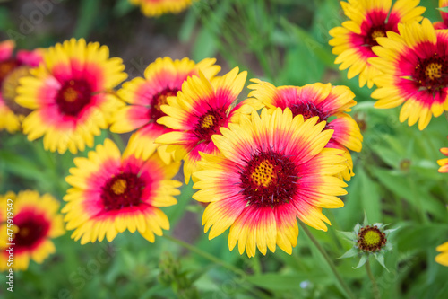 Group of Gaillardia aristata red yellow flower in bloom, common blanketflower flowering plant