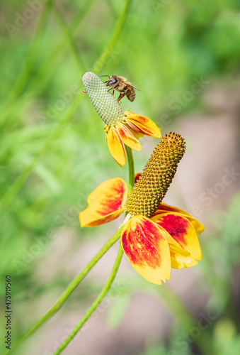 Bee on Mexican Hat, Ratibida columnifera, extracting nectar