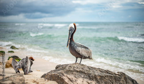 Bird Brown pelican in Mexico, Yucatan near Cancun