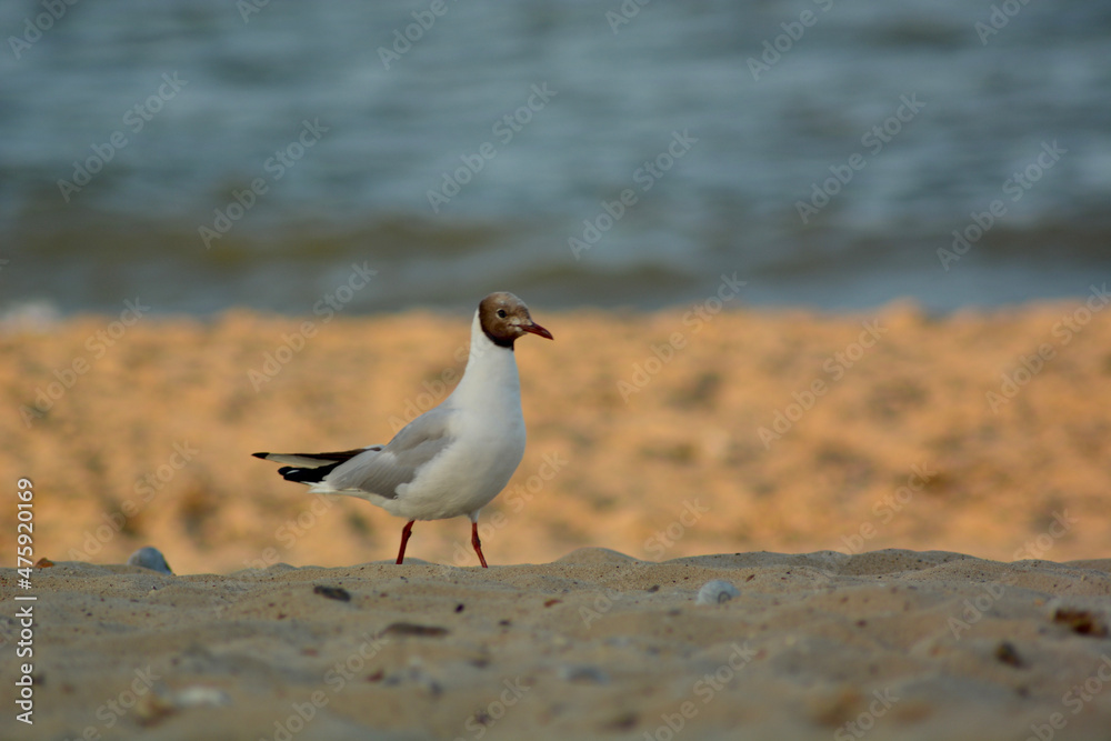Fototapeta premium seagull on the beach