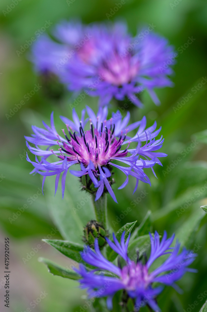 Centaurea montana mountain cornflower blue purple flowers in bloom, knapweed bluet flowering plant Centaurea montana mountain cornflower blue purple flowers in bloom, knapweed bluet flowering plant