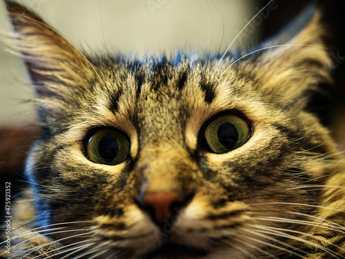 Muzzle of a domestic cat close photo angle