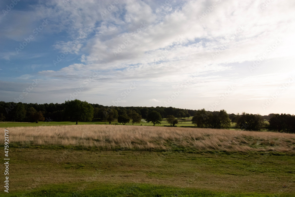 landscape with trees