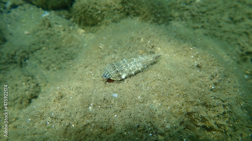 Sea snail Common cerith or European cerith (Cerithium vulgatum) undersea, Aegean Sea, Greece, Halkidiki photo