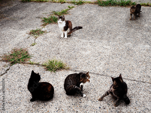 A group of street cats are busy with themselves, itching and licking themselves