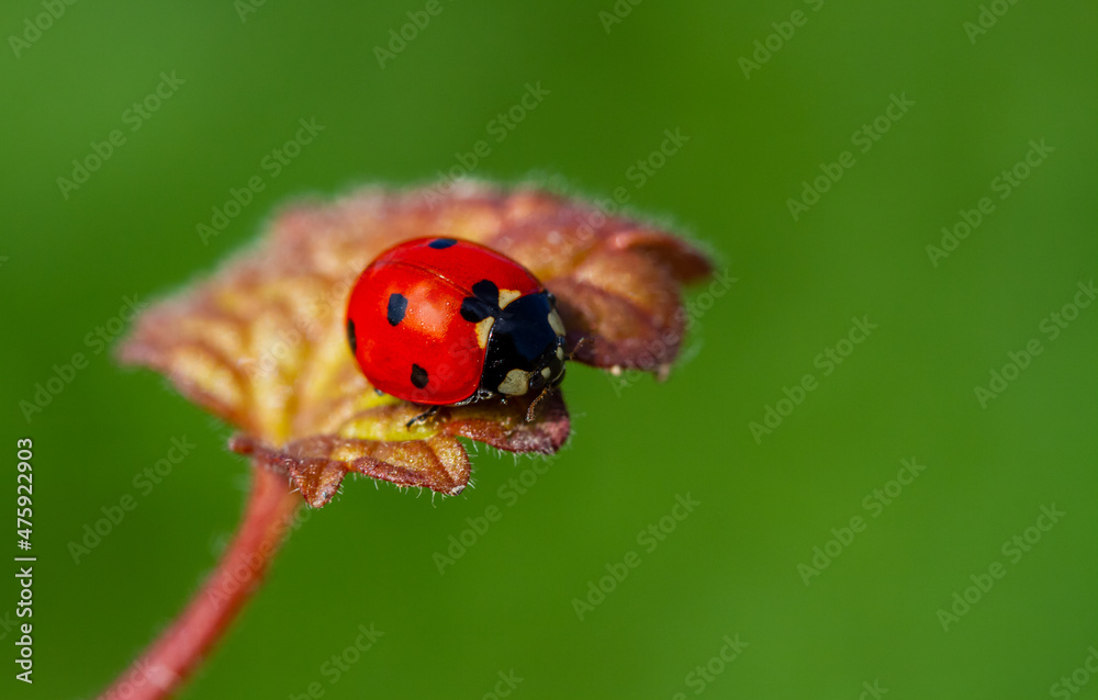 Ladybug on a leaf.