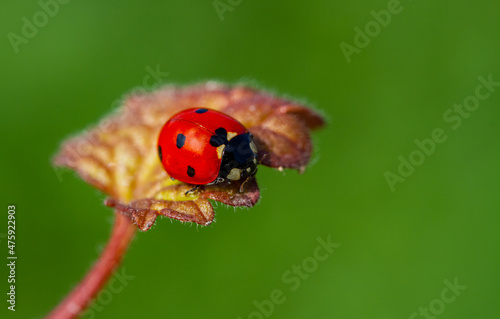 Ladybug on a leaf.