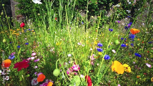 English wild flowers in the summer time in Scotland