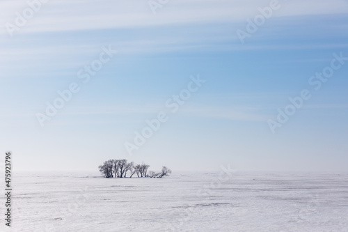 Lake Khanka in the Primorsky Territory in winter. View from above. Frozen coast of a large lake. Arctic landscape. Rare shrubs grow in a frozen swamp. photo