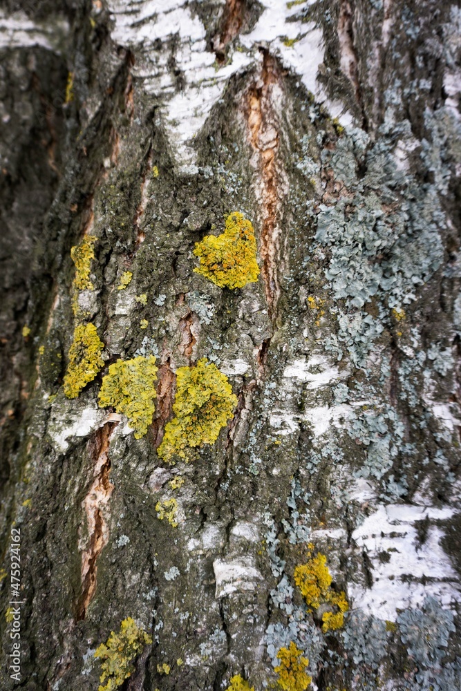 The texture of the bark of a tree with cracks. Wood and moss background. Yellow and gray lichens grow on birch bark. The texture of the bark of a tree with cracks. Wood and moss background. Yellow and gray lichens grow on birch bark.