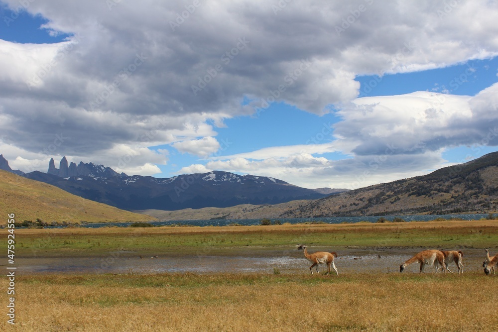 Wildlife at Torres del Paine National Park with mountains on the background on a cloudy day,  Patagonia, Chile.