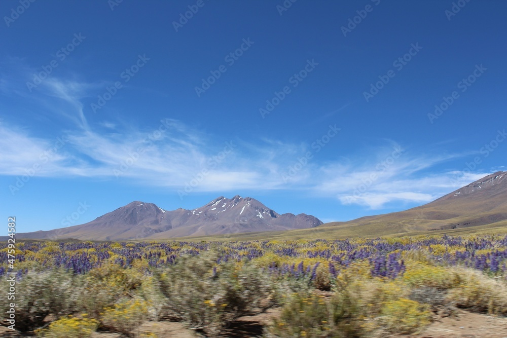 Flowering Atacama desert, Chile.