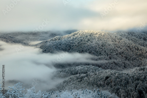 Foggy winter mountain landscape. Winter forest with pine trees covered by snow