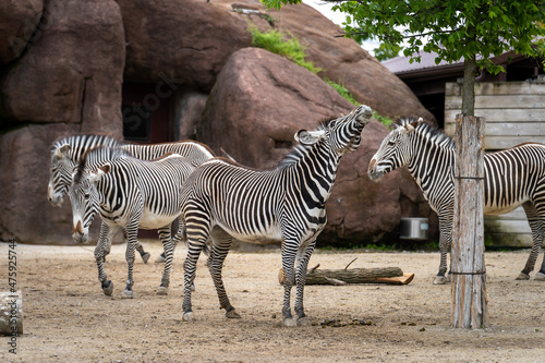 zebras in the zoo