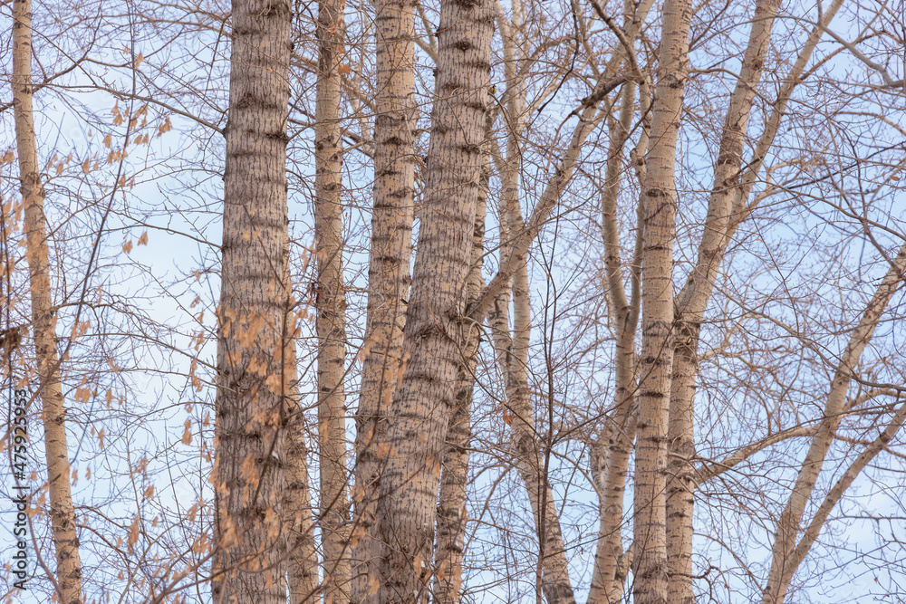 Fototapeta premium Tall poplar trees and blue sky.