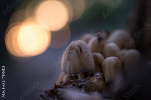 Mushroom © joe