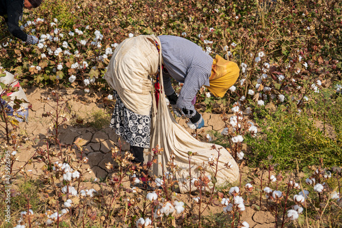 Uzbekistan, Cotton harvest in a field. A woman is picking cotton. photo