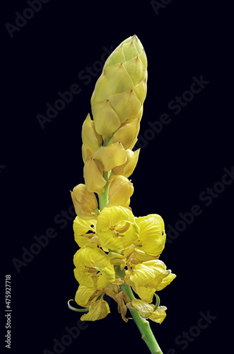 Vertical shot of a yellow senna alata isolated on a black background photo