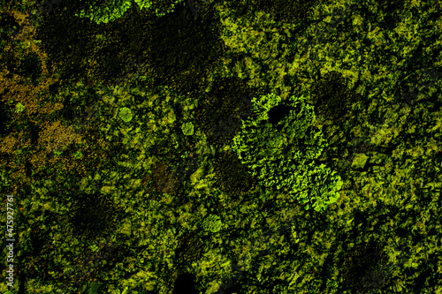texture abstract green background moss beautiful stone